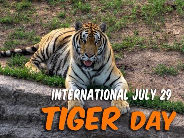 International Tigers Day – July 29