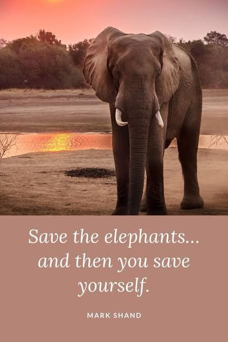 The Human-Elephant Conflict: A Tragic Consequence of Broken Harmony