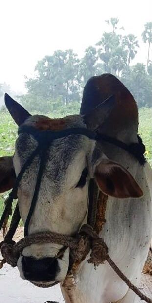 Harnessing Tradition for a Sustainable Future-The Power of Bull Project